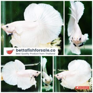 Betta fish OHM Classic White Opaque