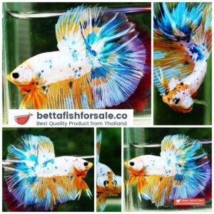 Betta fish OHM Fancy Yellow Macaw