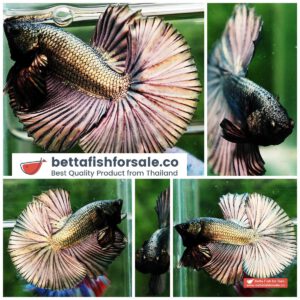 Betta fish OHM Perfect Copper Gold (Comp Grade)