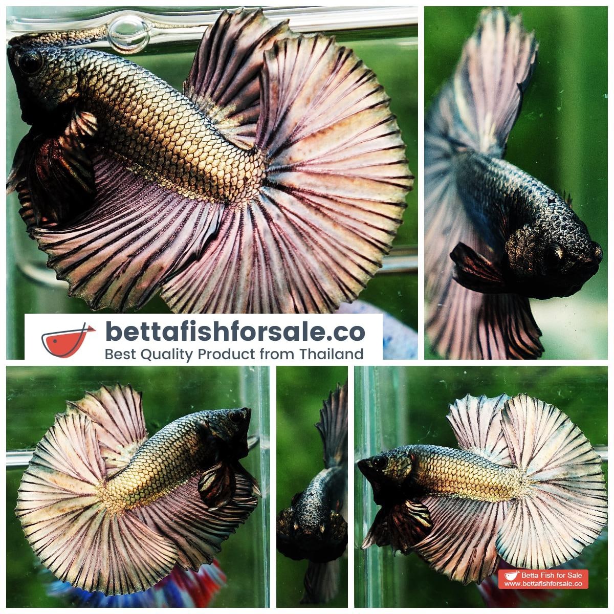 Betta fish OHM Perfect Copper Gold (Comp Grade)