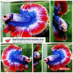 Betta fish OHM Mascot THAILAND Flag