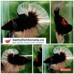 Betta fish HM Black Hole Butterfly