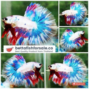 Betta fish OHM Magical Pink Blue Marble