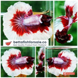 Betta fish OHM Red Lavender Rose tail
