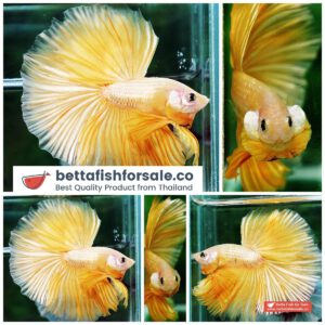 Betta fish OHM Super Gold Hawk