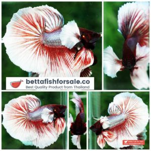 Betta fish OHM Red Salamander Dumbo