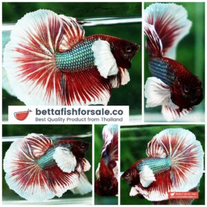Betta fish OHM Emerald Red Dumbo