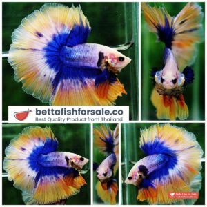 Betta fish OHM Yellow Blue Grizzle