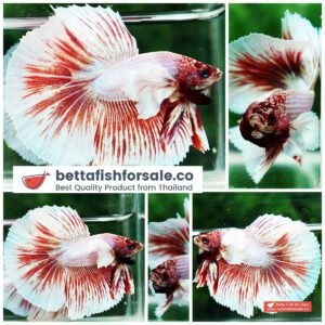 Betta fish HM Pink Pony Dumbo