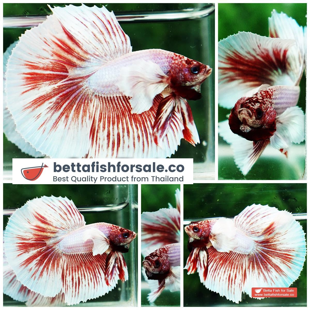 Betta fish HM Pink Pony Dumbo