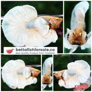 Betta fish HM Sparkle Yellow Pineapple Dumbo