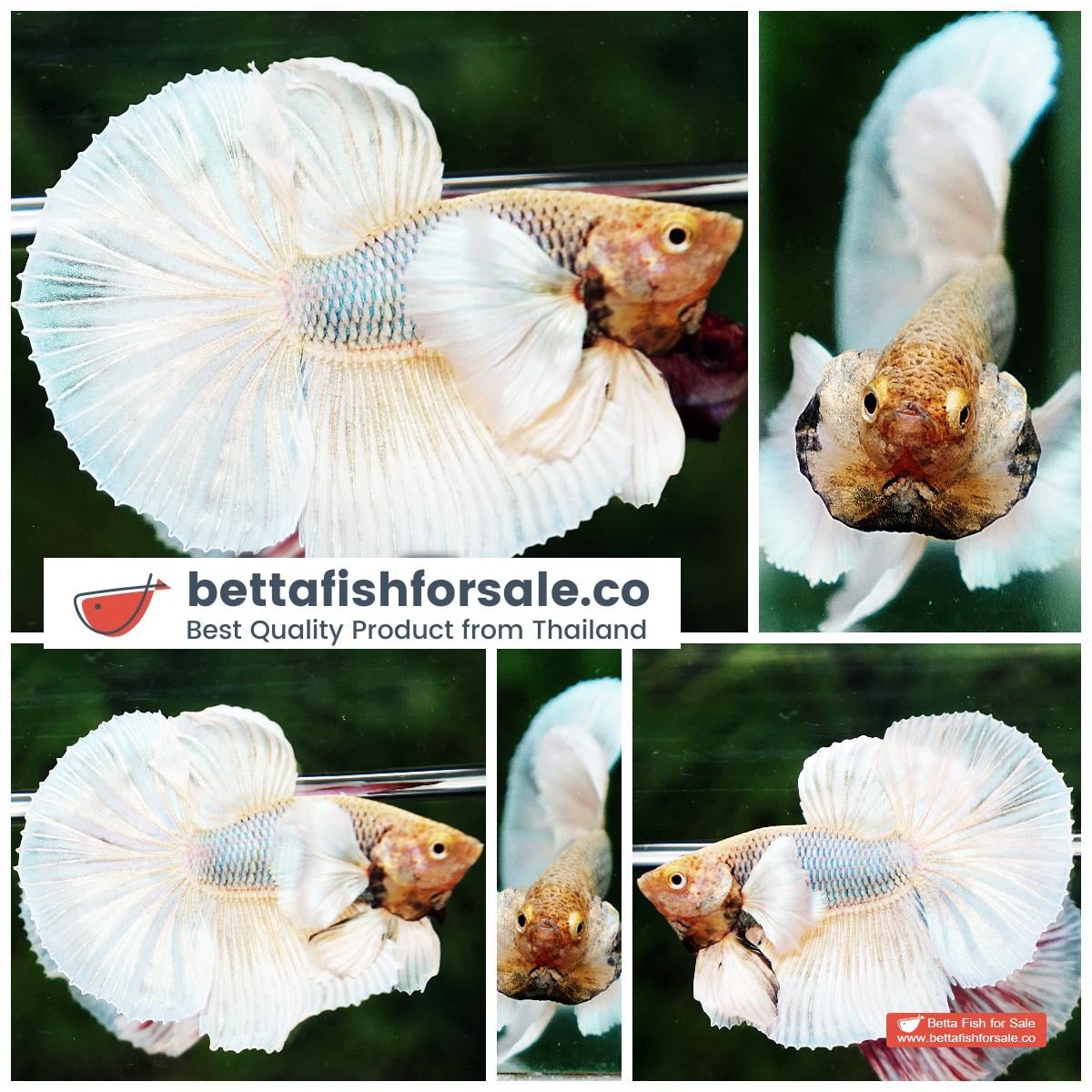 Betta fish HM Sparkle Yellow Pineapple Dumbo