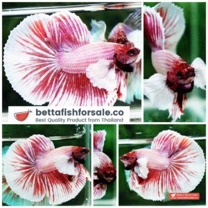 Betta fish HM Pink Pony Dumbo