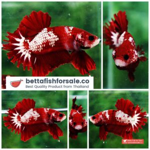 Betta fish OHMPK Red Samurai Star Feather tail