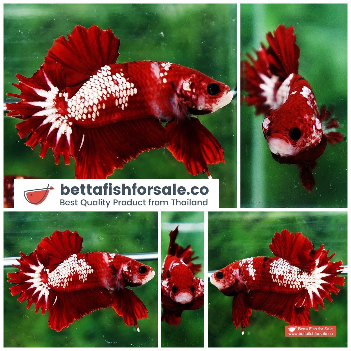 Betta fish OHMPK Red Samurai Star Feather tail