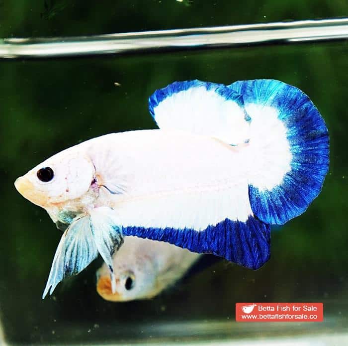 Betta fish HMPK Clean Blue Rim Marble - Image 4
