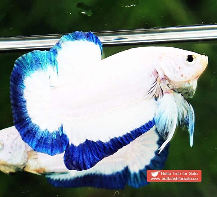 Betta fish HMPK Clean Blue Rim Marble - Image 5