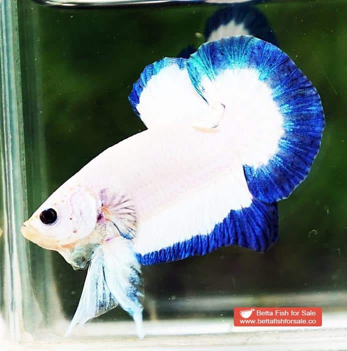 Betta fish HMPK Clean Blue Rim Marble - Image 2