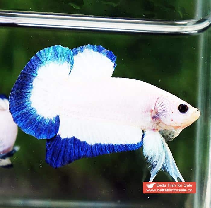 Betta fish HMPK Clean Blue Rim Marble - Image 3
