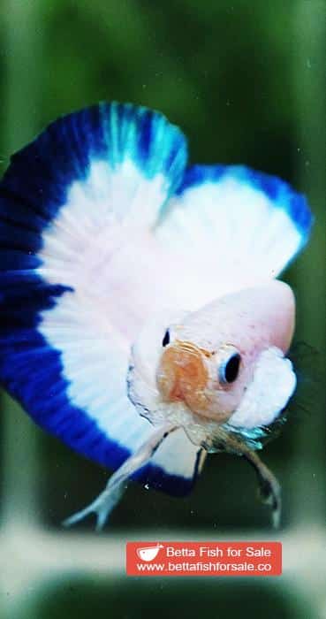 Betta fish HMPK Clean Blue Rim Marble - Image 6