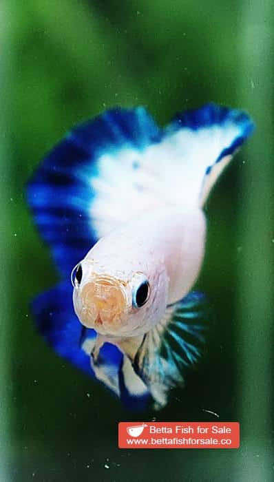 Betta fish HMPK Clean Blue Rim Marble - Image 7
