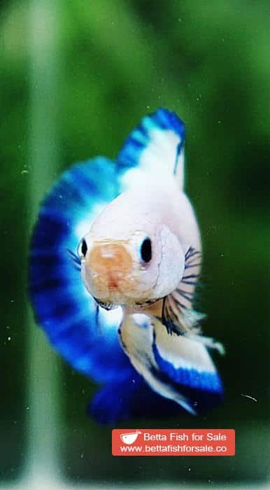 Betta fish HMPK Clean Blue Rim Marble - Image 8