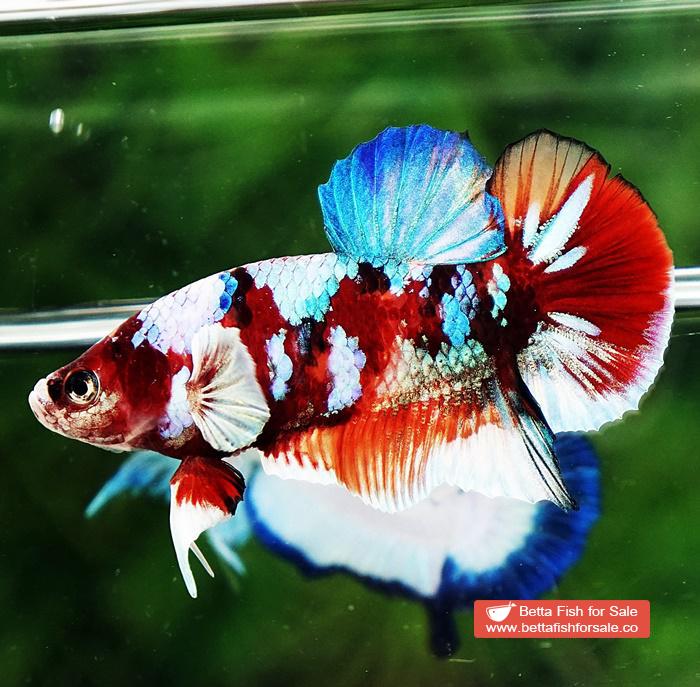Betta fish HMPK Prince of Candy Nemo White Ears - Image 3