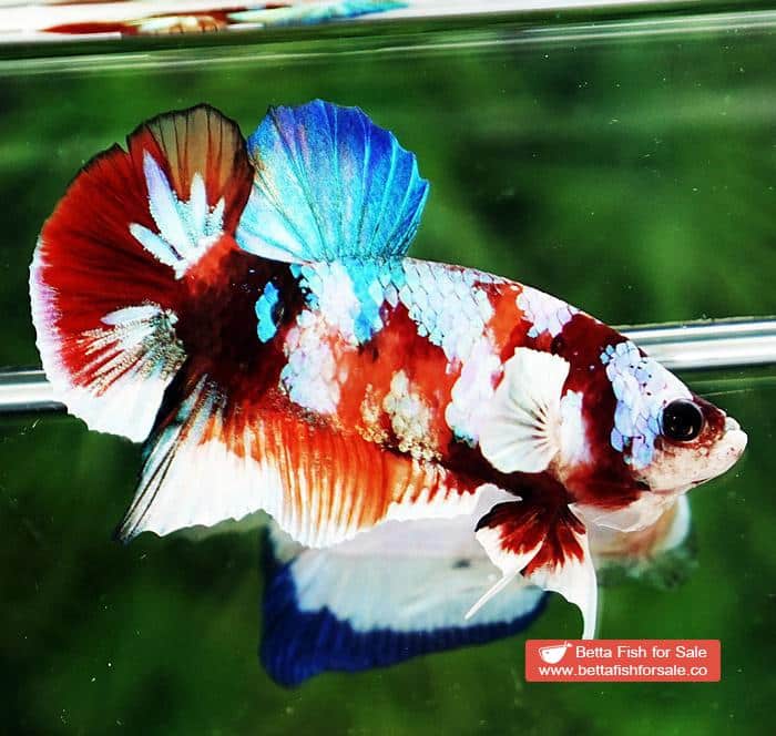 Betta fish HMPK Prince of Candy Nemo White Ears - Image 4