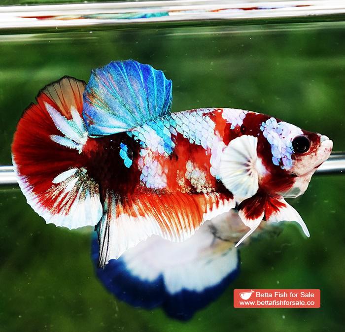 Betta fish HMPK Prince of Candy Nemo White Ears - Image 2