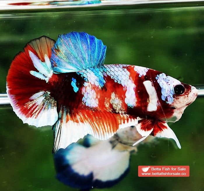 Betta fish HMPK Prince of Candy Nemo White Ears - Image 5