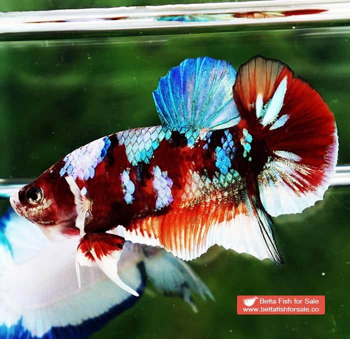 Betta fish HMPK Prince of Candy Nemo White Ears - Image 6