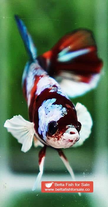 Betta fish HMPK Prince of Candy Nemo White Ears - Image 7