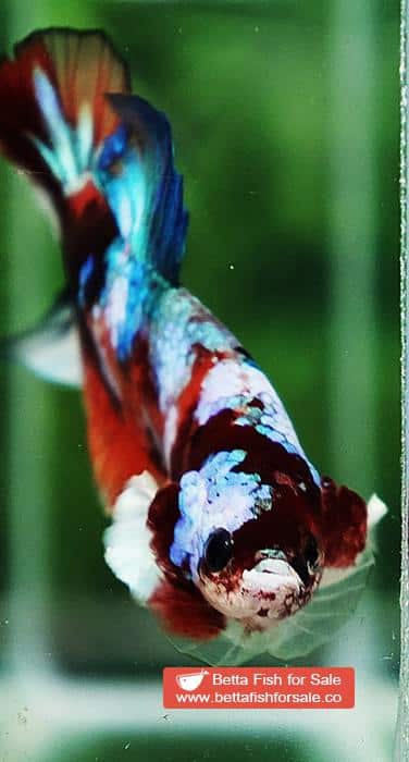 Betta fish HMPK Prince of Candy Nemo White Ears - Image 8