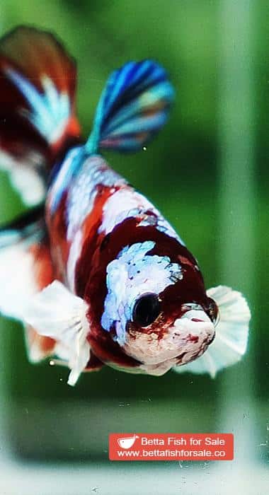 Betta fish HMPK Prince of Candy Nemo White Ears - Image 9