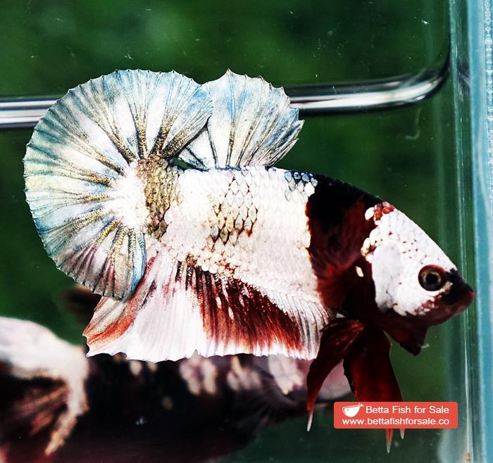 Betta fish OHMPK Copper Koi Red Scarf Marking - Image 4