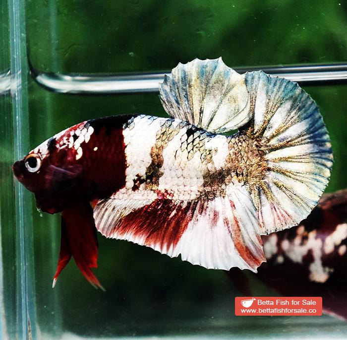 Betta fish OHMPK Copper Koi Red Scarf Marking - Image 3