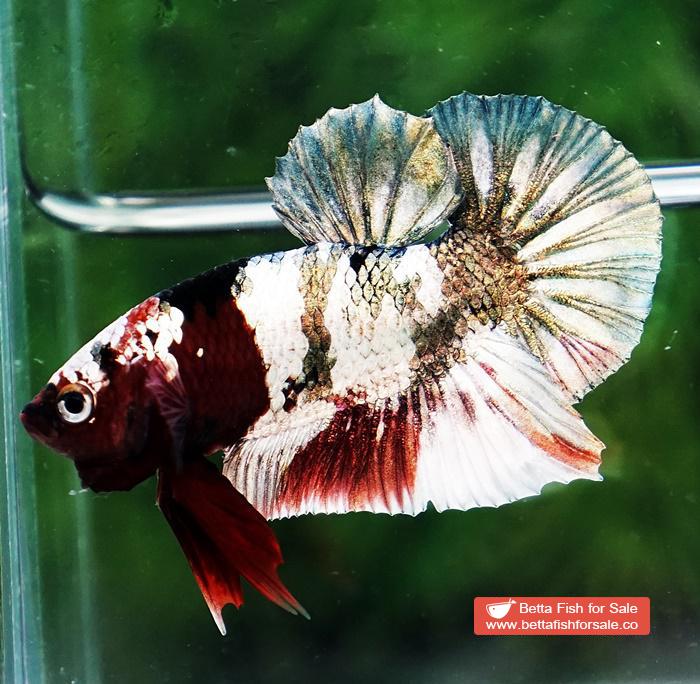 Betta fish OHMPK Copper Koi Red Scarf Marking - Image 5