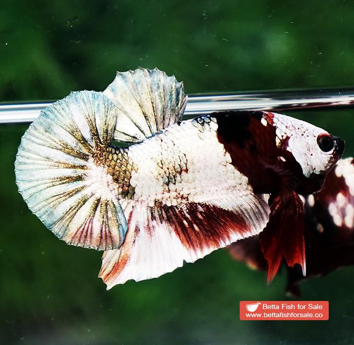 Betta fish OHMPK Copper Koi Red Scarf Marking - Image 2