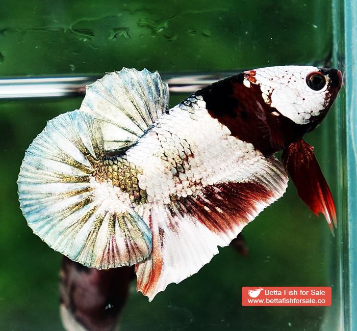 Betta fish OHMPK Copper Koi Red Scarf Marking - Image 6