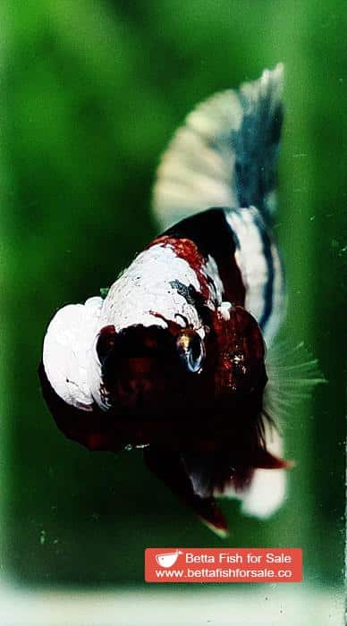 Betta fish OHMPK Copper Koi Red Scarf Marking - Image 8