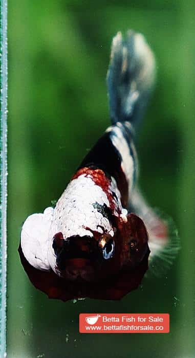 Betta fish OHMPK Copper Koi Red Scarf Marking - Image 7