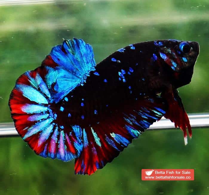 Betta fish OHMPK Black Star Avatar - Image 6