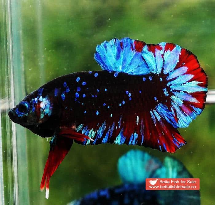 Betta fish OHMPK Black Star Avatar - Image 4