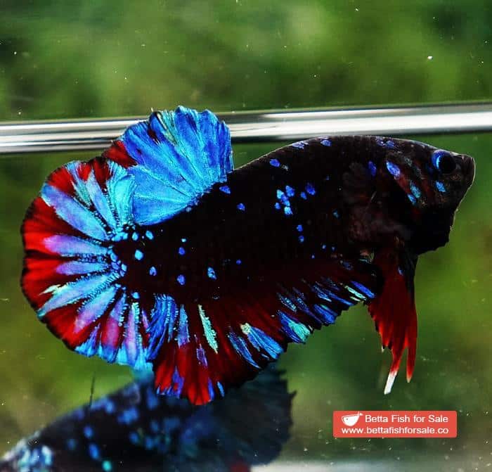 Betta fish OHMPK Black Star Avatar - Image 5