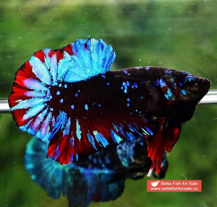 Betta fish OHMPK Black Star Avatar - Image 3