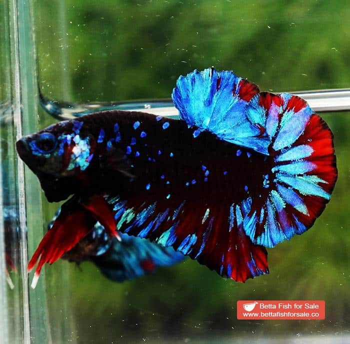 Betta fish OHMPK Black Star Avatar - Image 2