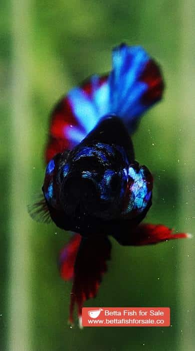 Betta fish OHMPK Black Star Avatar - Image 7
