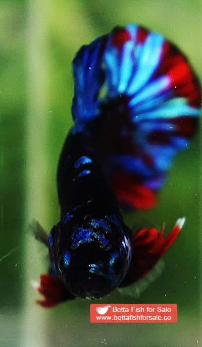 Betta fish OHMPK Black Star Avatar - Image 8