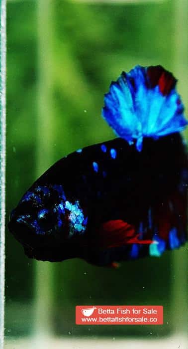 Betta fish OHMPK Black Star Avatar - Image 9