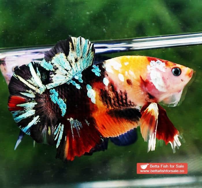 Betta fish HMPK Candy Tiger Yellow Base - Image 4